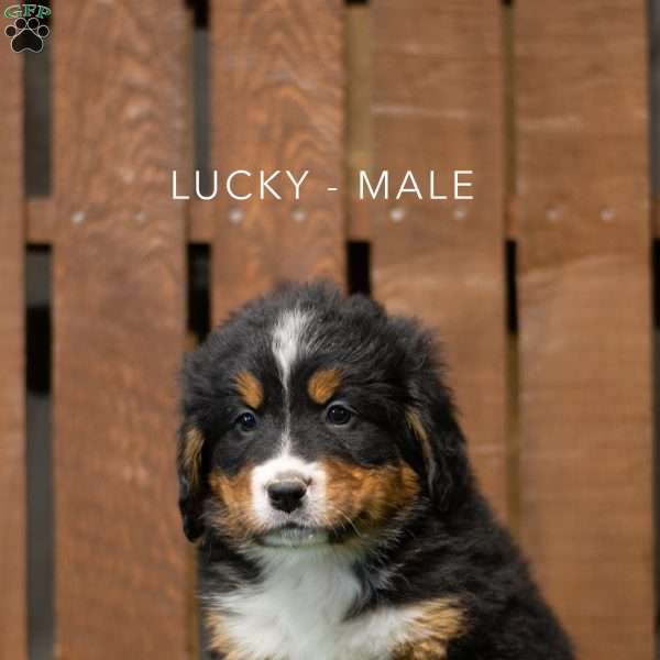 Lucky, Bernese Mountain Dog Puppy